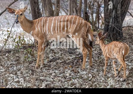 Nyala, Mutter mit Kind, Majete Wildlife Reserve, Malawi Stockfoto