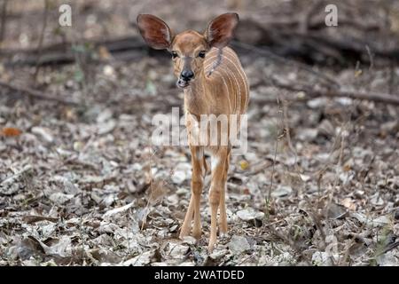 Nyala, Kleinkind, Majete Wildlife Reserve, Malawi Stockfoto