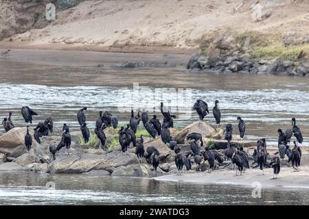 Afrikanische Vogelschnabel, Storch, Anastomus lamelligerus, Morgendämmerung, Herde auf Insel im Shire River, Majete Wildlife Reserve, Malawi Stockfoto