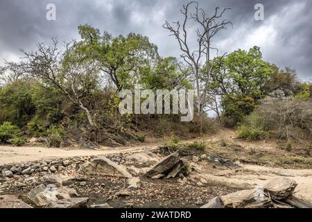 Trockenes Flussbett mit Überquerungsweg, Majete Wildlife Reserve, Malawi Stockfoto