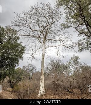 Großblättriger Kastanienbaum, Sterculia quinqueloba, Majete Wildlife Reserve, Malawi Stockfoto