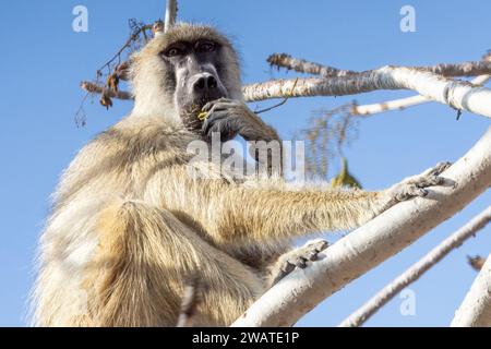 Erwachsener Mann, gelber Pavian, isst Früchte des großblättrigen Sternkastanienbaums, Sterculia quinqueloba, Majete Wildlife Reserve, Malawi. Aufgrund des Whei Stockfoto