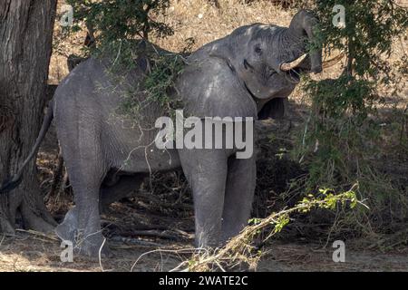 Junger Elefant, Essen, Fluss Auenland, Majete Wildlife Reserve, Malawi Stockfoto