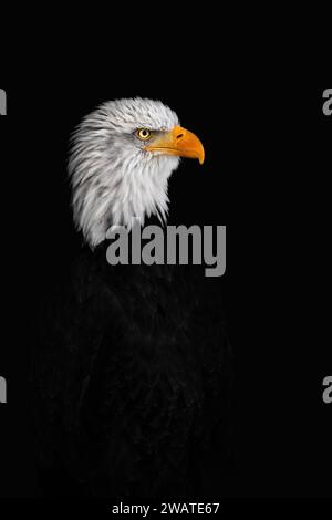 Ein Nahaufnahme-Seitenporträt eines Weißkopfadlers (Haliaeetus leucocephalus) mit schwarzem Hintergrund, Kopierraum, Negativraum Stockfoto