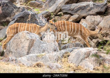 Weibliche Nyala, am Shire River, Majete Wildlife Reserve, Malawi Stockfoto