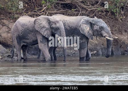 Elefanten, Kühe und Jugendliche, Shire River, Majete Wildlife Reserve, Malawi Stockfoto