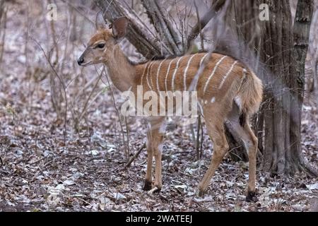 Nyala, Kleinkind, Majete Wildlife Reserve, Malawi Stockfoto