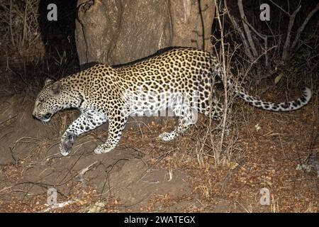 Leopard, weiblich, auf der Suche, Majete Wildlife Reserve, Malawi Stockfoto