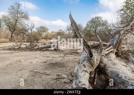 Ausblicke mit gefallenem totem Baum, Majete Wildlife Reserve, Malawi Stockfoto