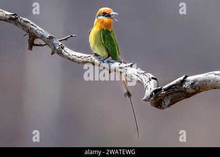 Bohm's Bee-Eater, Majete Wildlife Reserve, Malawi Stockfoto