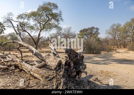 Ausblicke mit gefallenem totem Baum, Majete Wildlife Reserve, Malawi Stockfoto