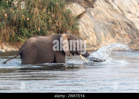 Männlich, Elefant, Auenland, Majete Wildlife Reserve, Malawi Stockfoto