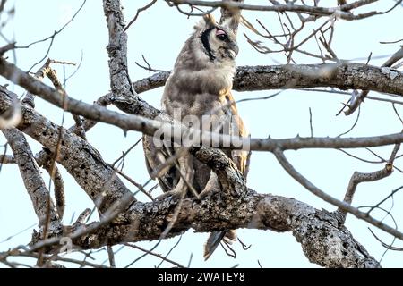 Verreaux's Eulen, Calling, Majete Wildlife Reserve, Malawi Stockfoto