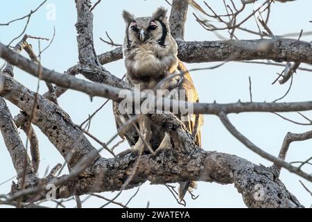 Verreaux's Eulen, Majete Wildlife Reserve, Malawi Stockfoto