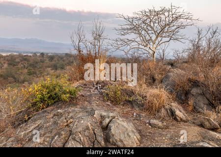 Abenddämmerung, Großblättriger Kastanienbaum, Majete Wildlife Reserve, Malawi Stockfoto