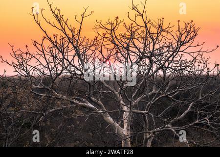 Abenddämmerung, Großblättriger Kastanienbaum, Majete Wildlife Reserve, MalawiMajete Wildlife Reserve, Malawi Stockfoto