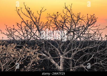 Abenddämmerung, Großblättriger Kastanienbaum, Majete Wildlife Reserve, MalawiMajete Wildlife Reserve, Malawi Stockfoto