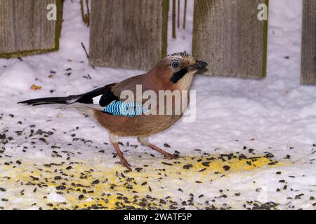 Garrulus glandarius Gattung Garrulus Familie Corvidae Eurasischer Jay wilde Natur Vogelfotografie, Bild, Tapete Stockfoto