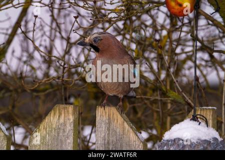 Garrulus glandarius Gattung Garrulus Familie Corvidae Eurasischer Jay wilde Natur Vogelfotografie, Bild, Tapete Stockfoto