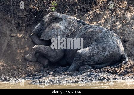 Afrikanischer Elefant, weiblich, ein Schlammbad im Bua River, Nkhotakota Wildlife Reserve, Malawi Stockfoto