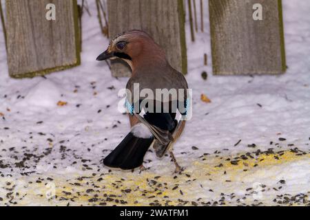 Garrulus glandarius Gattung Garrulus Familie Corvidae Eurasischer Jay wilde Natur Vogelfotografie, Bild, Tapete Stockfoto