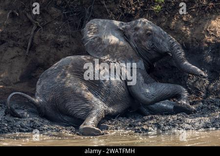 Afrikanischer Elefant, weiblich, ein Schlammbad im Bua River, Nkhotakota Wildlife Reserve, Malawi Stockfoto