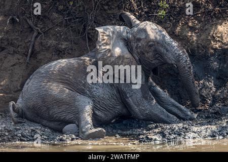 Afrikanischer Elefant, weiblich, ein Schlammbad im Bua River, Nkhotakota Wildlife Reserve, Malawi Stockfoto