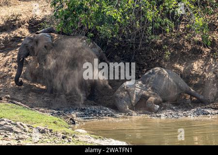 Afrikanischer Elefant, weiblich, ein Schlammbad im Bua River, Nkhotakota Wildlife Reserve, Malawi Stockfoto