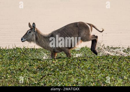 Weibliche Wasserböcke, die durch Wasserhyazinthe, Abenddämmerung, Shire River, Liwonde National Park, Malawi laufen Stockfoto