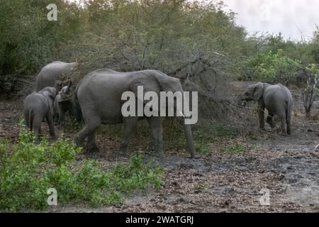 Elefanten vor dem Touristenzelt, Liwonde Nationalpark, Malawi Stockfoto