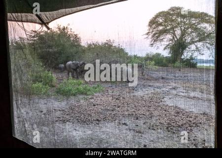Elefanten vor dem Touristenzelt, Liwonde Nationalpark, Malawi Stockfoto