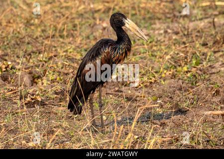 Afrikanischer Öffner, Storch, Anastomus lamelligerus, Morgendämmerung, Liwonde-Nationalpark, Malawi Stockfoto