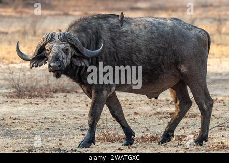 Kap-Büffel, Rotschnabeloxspecht, Buphagus erythrorynchus) Liwonde-Nationalpark, Malawi Stockfoto