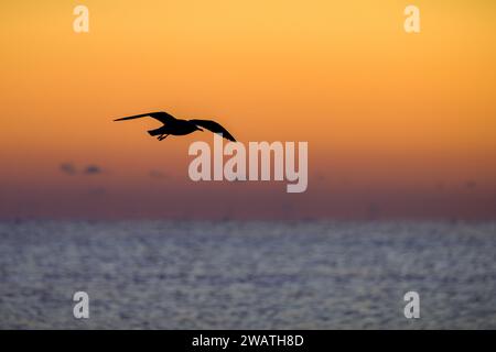 Goldener Flug: Seevögel, der über dem Ozean schwingt und vor dem Horizont des Sonnenaufgangs steht Stockfoto