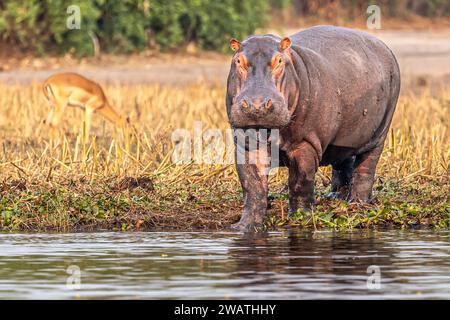 Flusspferde, Abenddämmerung, Fluss Auenland, Liwonde Nationalpark, Malawi Stockfoto