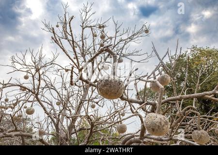 Tongakierie aka Tennis Ball Tree, Crateva kirkii, früher Cladostemon kirkii, Liwonde Nationalpark, Malawi. Lieblingsfrüchte von Pavianen und Nagetieren. R Stockfoto