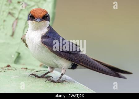 Drahtseilschwalbe am Bug des Bootes, Fluss Shire, Liwonde Nationalpark, Malawi Stockfoto