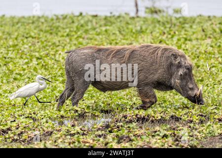 Warzenschweine fressen Wasserhyazinthe, kleiner Reiher jagt vertriebene Insekten, Fluss Auenland, Liwonde Nationalpark, Malawi Stockfoto