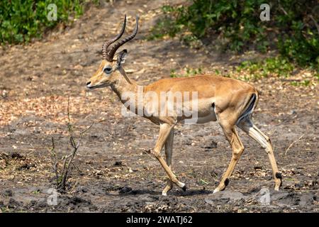 Impala, Liwonde-Nationalpark, Malawi Stockfoto