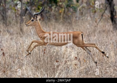 Männlicher Impala-Sprung, Liwonde-Nationalpark, Malawi Stockfoto