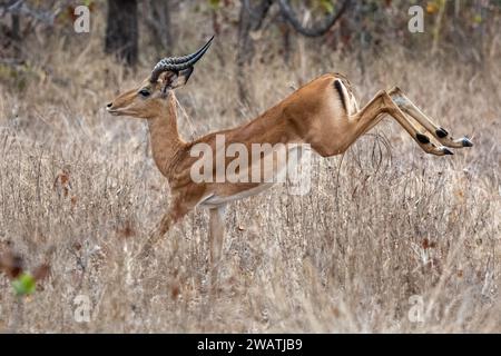 Männlicher Impala-Sprung, Liwonde-Nationalpark, Malawi Stockfoto