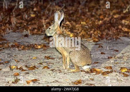 Peeling Hare, Liwonde Nationalpark, Malawi Stockfoto