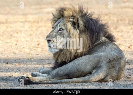 Männlicher Erwachsener, Stolz der Löwen, Liwonde-Nationalpark, Malawi Stockfoto