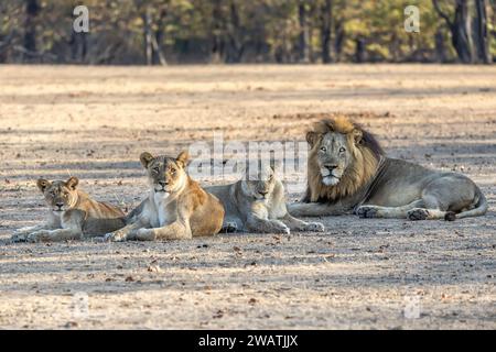 Stolz auf Löwen, Löwen, Löwen und Jungtiere, Liwonde Nationalpark, Malawi Stockfoto