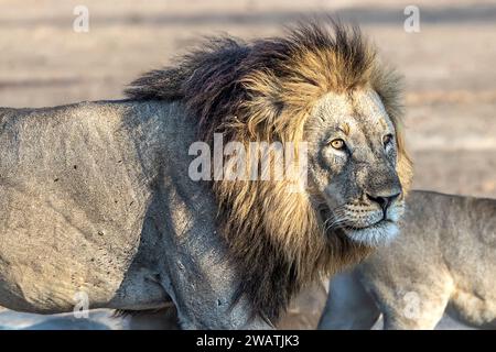 Stolz der Löwen, Liwonde Nationalpark, Malawi Stockfoto