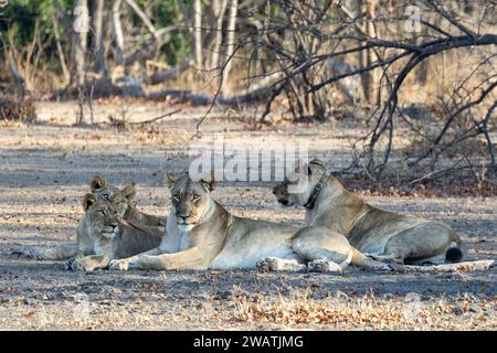 Stolz der Löwen, eine mit GPS-Kragen, Löweninnen + Jungen, Liwonde-Nationalpark, Malawi Stockfoto