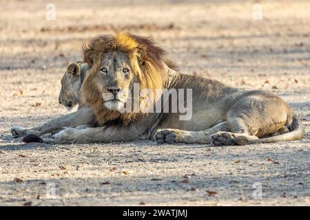 Männlicher Erwachsener, Stolz der Löwen, Liwonde-Nationalpark, Malawi Stockfoto