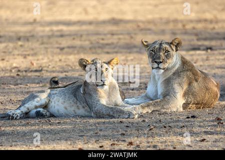 Löwe & Jungtier, Löwenpride, Liwonde Nationalpark, Malawi Stockfoto