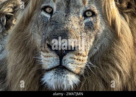 Stolz der Löwen, Liwonde Nationalpark, Malawi Stockfoto