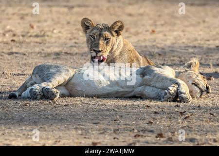 Löwe & Jungtier, Löwenpride, Liwonde Nationalpark, Malawi Stockfoto